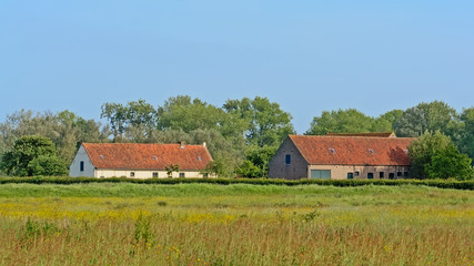 Old barns in a sunny meadow with many yellow wildflowers and lush green tres behind.