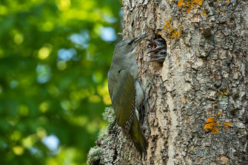 European bird Grey-headed woodpecker, Picus canus feeding small chicks on the nest hole in boreal forest of Estonia. 