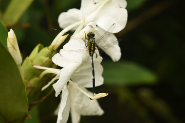 Close Up Macro Wildlife Photography of Beautiful Dragonfly (suborder Anisoptera) In Garden On Blur Nature Background. Flying damselfly (suborder Zygoptera) collecting honey at white flower in forest.