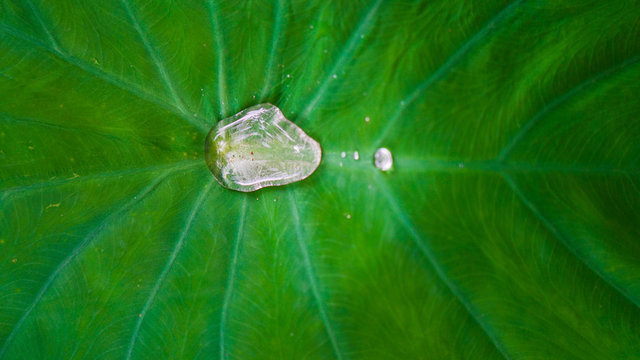 Water droplets on fresh Taro leaf