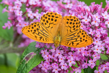 Silver-washed fritillary - Argynnis paphia, beautiful large orange butterfly from European meadows, Havraniky, Czech Republic.