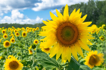 Bright yellow sunflower in a sunflower field on a bright Sunny day and blue sky with clouds