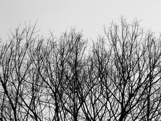 black and white silhouette dry tree with gray sky background