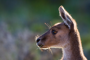 Side Profile Kangaroo with grass in mouth, soft bokeh background