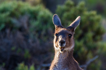Kangaroo looking at camera head and shoulders only against green bush background