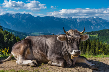 Kuh auf der Alm