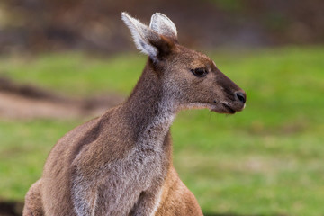 Close up powerful kangaroo head and shoulders against green grass background