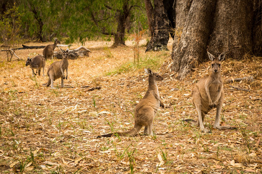 Five kangaroo standing in bush