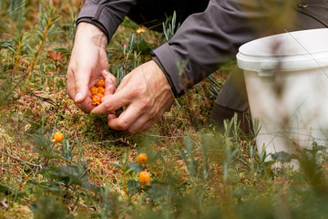 Picking fresh and ripe Cloudberries, Rubus chamaemorus as a Northern delicacy in Estonian bog. 