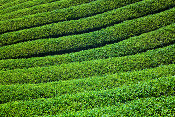 Close-up tea leaves in a tea plantation at Nantou, Taiwan.