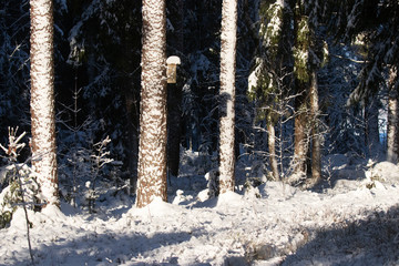 Fototapeta premium Nesting box for birds in a snowy wintery forest in Estonian nature. 
