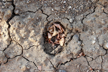 dry cracked earth texture background