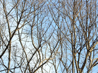 dry branch of dead tree with blue sky background