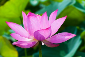 Close-up of the lotus flower in the garden 