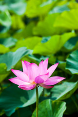 Fototapeta premium Close-up of the lotus flower in the garden 