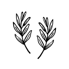 Fototapeta premium Herbs. Ink plant. Black color. Vector illustration isolated on white background. Little leaf, branch. Magic, medical, cosmetics ingredient, stuff.