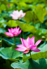 Obraz premium Close-up of the lotus flower in the garden with blurred background 