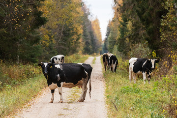 A herd of domestic black and white cows walking on a road between autumnal forests in Estonian countryside, Northern Europe. 