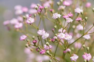 Common gypsophila (Gypsophila paniculata 'Flamingo') 