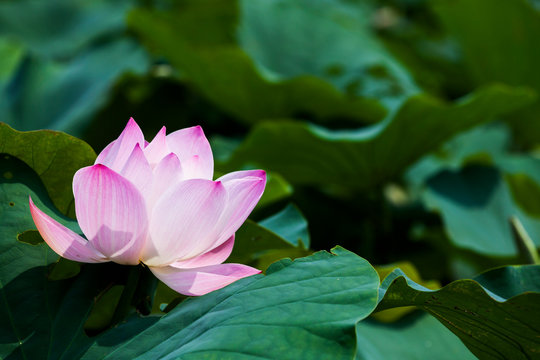 Close-up of the lotus flower in the garden 