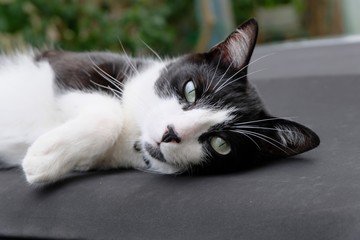 35 274 Animal Domestique Wall Murals Canvas Prints Stickers Wallsheaven