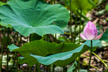 Obraz na płótnie Canvas Close-up of the lotus in the garden with blurred background