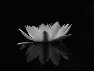 black and white lotus on water in the pond with reflection