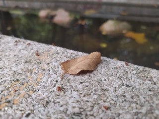 butterfly on the ground