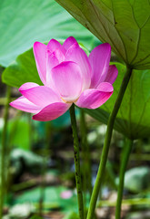 Beautiful lotus flower in the garden