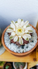 Obraz na płótnie Canvas Close up Cactus flower, Gymnocalycium species