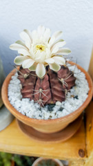 Fototapeta na wymiar Close up Cactus flower, Gymnocalycium species