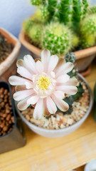 Close up Cactus flower, Gymnocalycium species