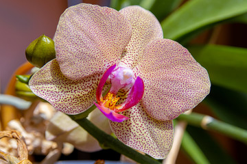 An Orchid flower on a background of green leaves