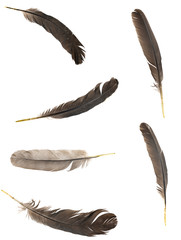 Natural bird feathers isolated on a white background. collage pigeon, goose  and chicken feathers...