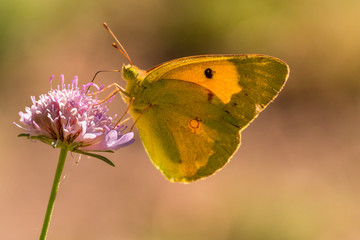 Butterfly (marigold) foraging for a flower