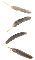Natural bird feathers isolated on a white background. collage pigeon, goose  and chicken feathers close-up.stack bird feathers