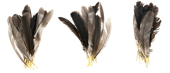 Natural bird feathers isolated on a white background. collage pigeon, goose  and chicken feathers...