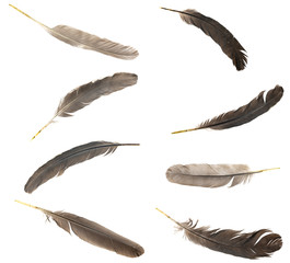 Natural bird feathers isolated on a white background. collage pigeon, goose  and chicken feathers...