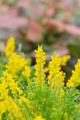 Yellow flower gorse blooming in spring，Cytisus scoparius (Linn.) Link，Scotch Broom 