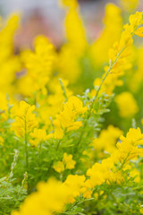 Yellow flower gorse blooming in spring，Cytisus scoparius (Linn.) Link，Scotch Broom 