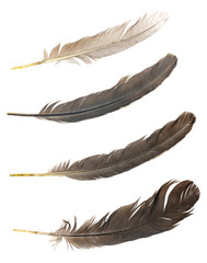 Natural bird feathers isolated on a white background. collage pigeon, goose  and chicken feathers close-up.stack bird feathers