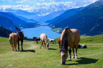 Wilde Pferde am Plamort oberhalb Reschensee