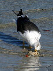 A seagull eats a crab at Sanibel Island, Bowman Beach