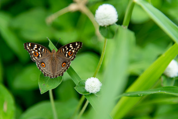 Close up butterfly on a leaf
