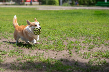 dog breeds corgi runs off on a walk
