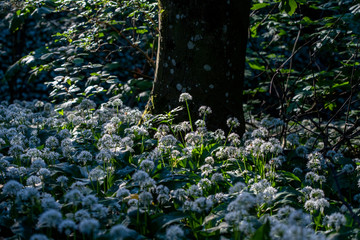 Bärlauchblüte im Wald bei Schlat