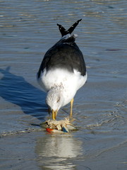 A seagull eats a crab at Sanibel Island, Bowman Beach