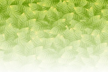 Fototapeta na wymiar green leaves pattern background