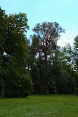 Obraz premium Scenic nature landscape with different old trees and grass with wild blooming flowers in the foreground. Concept of landscape and nature. The Arboretum Oleksandriya, Bila Tserkva, Ukraine