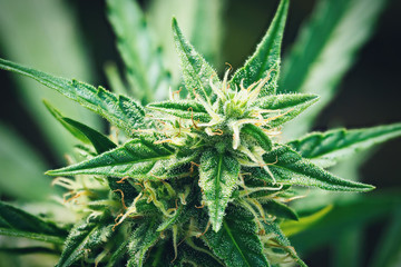 Ripe cannabis plant - Northern Light. Blooming female marijuana flower and leafs growing in...